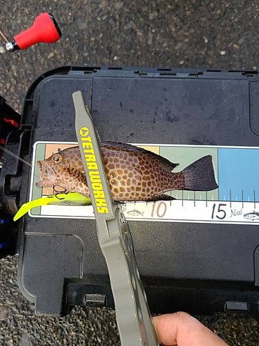 オオモンハタの釣果