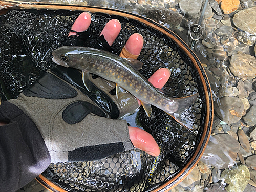 イワナの釣果