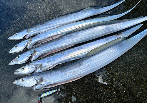 タチウオの釣果