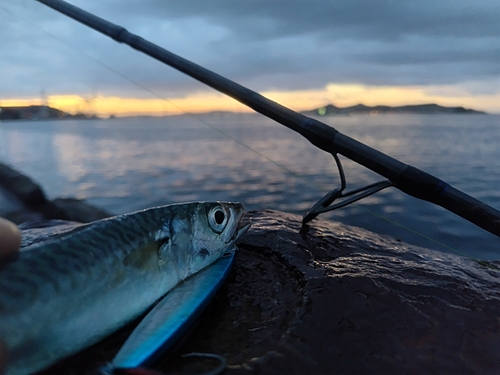 サバの釣果