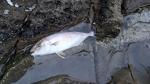 シオの釣果