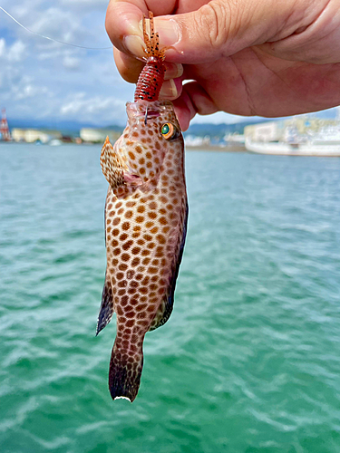 オオモンハタの釣果