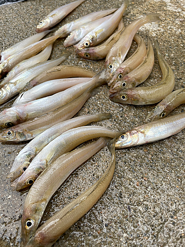 キスの釣果