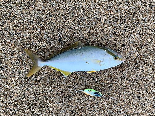 ショゴの釣果