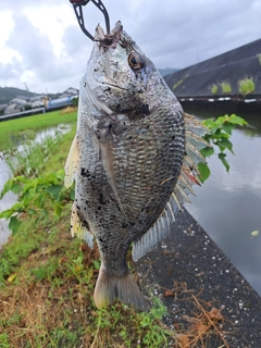 キビレの釣果