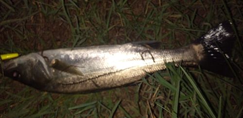 シーバスの釣果