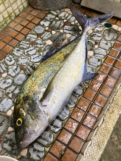 カスミアジの釣果