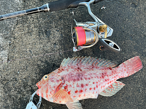 ブダイの釣果