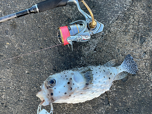 イシガキフグの釣果