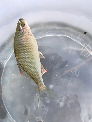 カネヒラの釣果