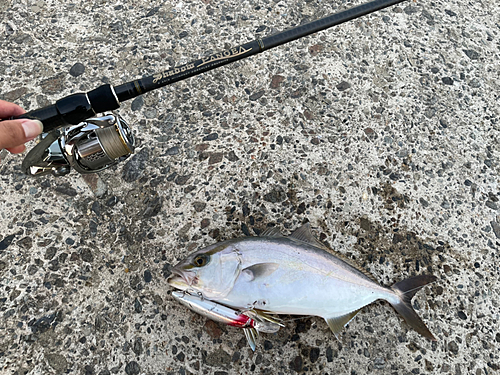 ショゴの釣果