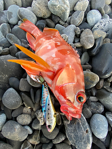 アカハタの釣果