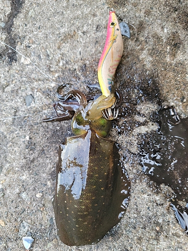 アオリイカの釣果