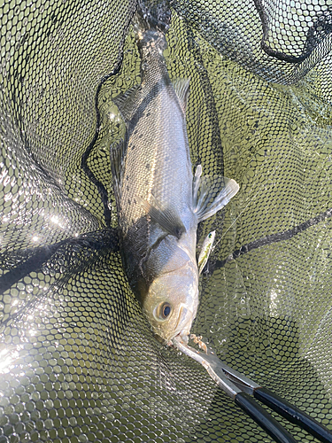 スズキの釣果