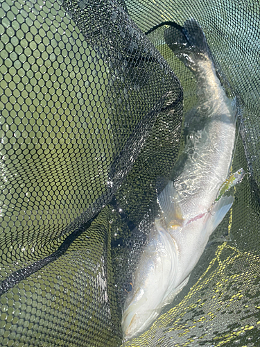 スズキの釣果