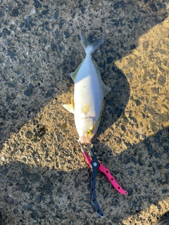 ショゴの釣果