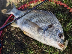 キチヌの釣果