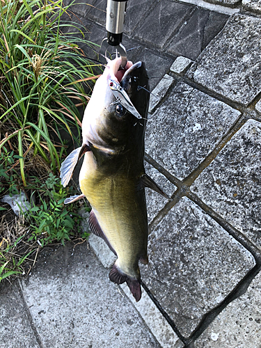 アメリカナマズの釣果