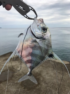 イトヒキアジの釣果