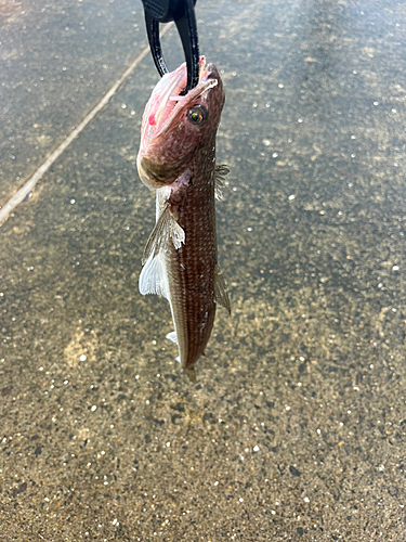 エソの釣果