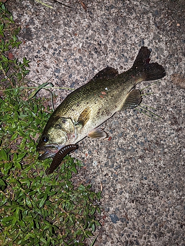 ブラックバスの釣果