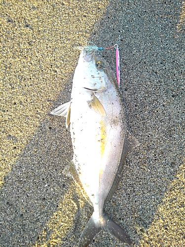 ショゴの釣果