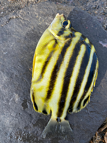 カゴカキダイの釣果