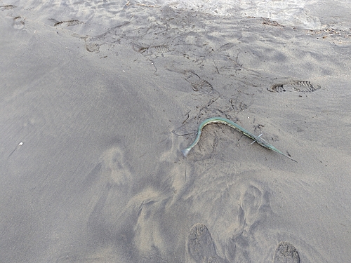 ダツの釣果