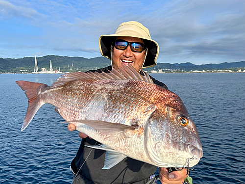 マダイの釣果