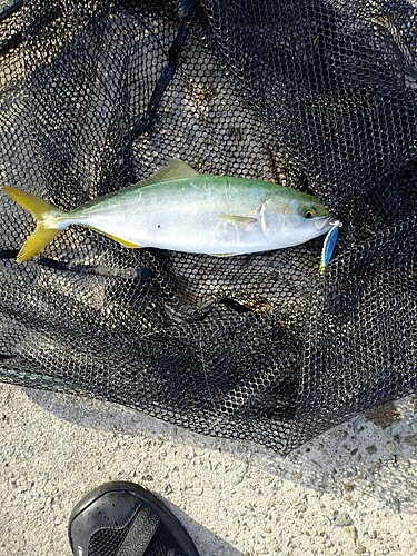 ツバスの釣果