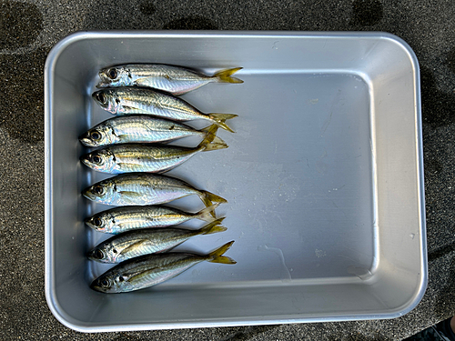 アジの釣果