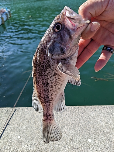 クロソイの釣果