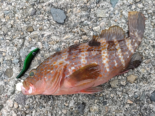 アコウの釣果