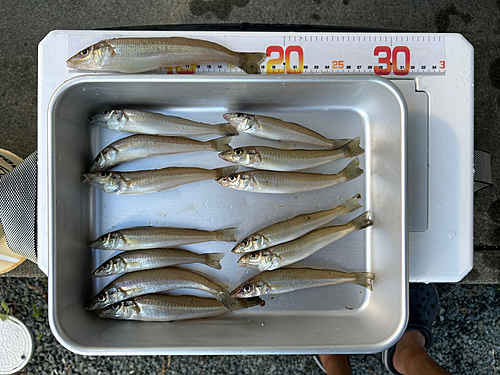 キスの釣果