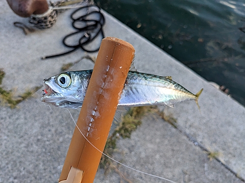 サバの釣果