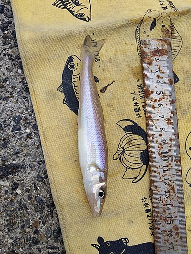 キスの釣果