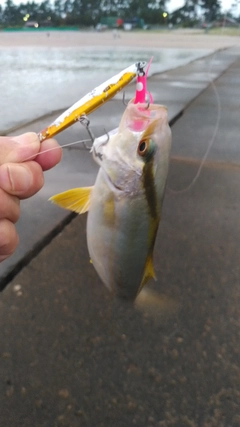 ショゴの釣果