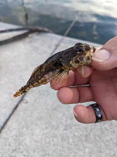 アナハゼの釣果