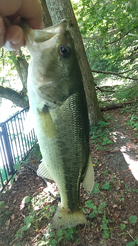 ブラックバスの釣果