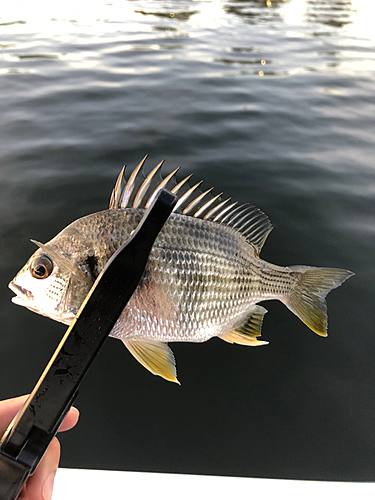 キビレの釣果