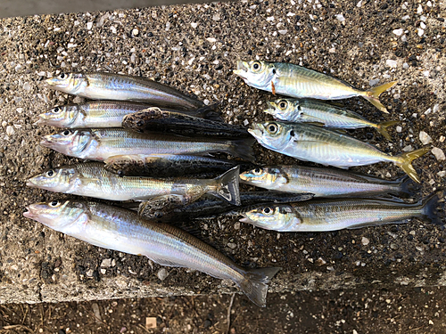 シロギスの釣果