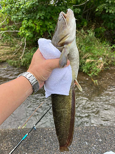 ナマズの釣果