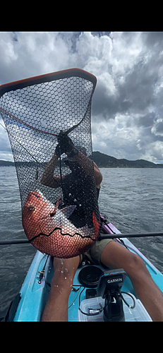 タイの釣果