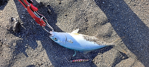 ワカシの釣果