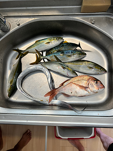 タイの釣果