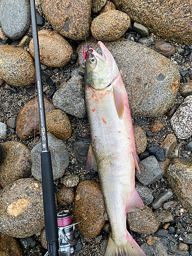 アキアジの釣果