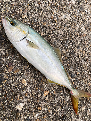 ツバスの釣果