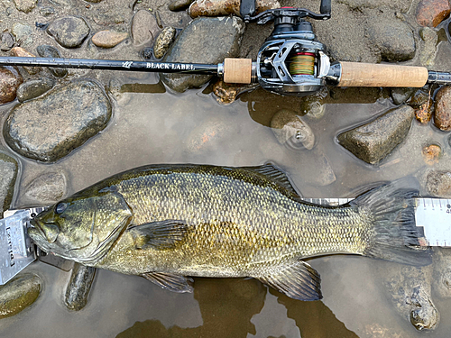 スモールマウスバスの釣果