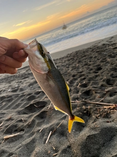 ワカシの釣果