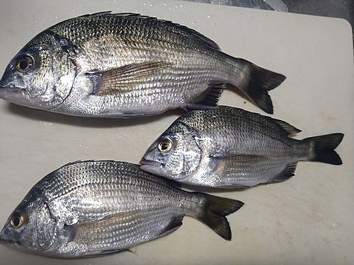 クロダイの釣果